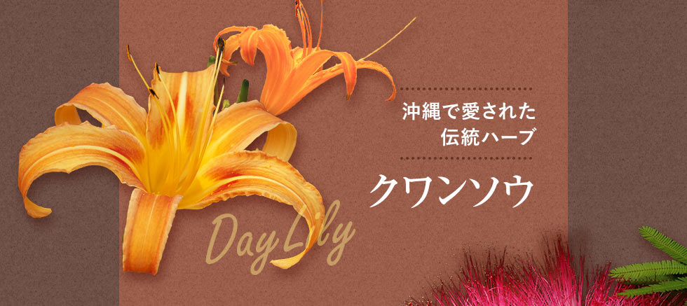 沖縄で愛された伝統ハーブクワンソウ昼間は葉が開き